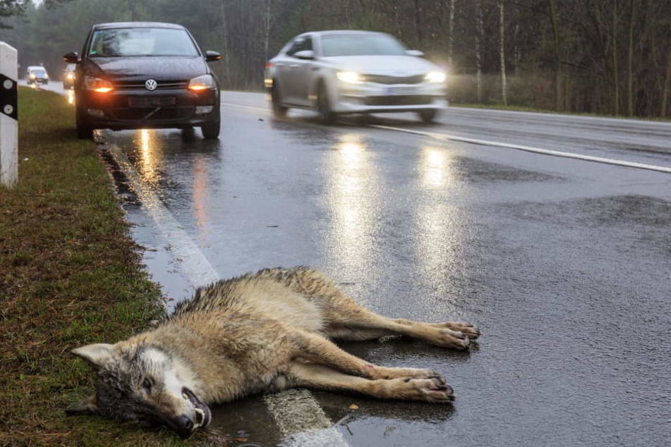 Der größte Feind des Wolfes bleibt der Mensch.
Immer wieder werden Wölfe überfahren.