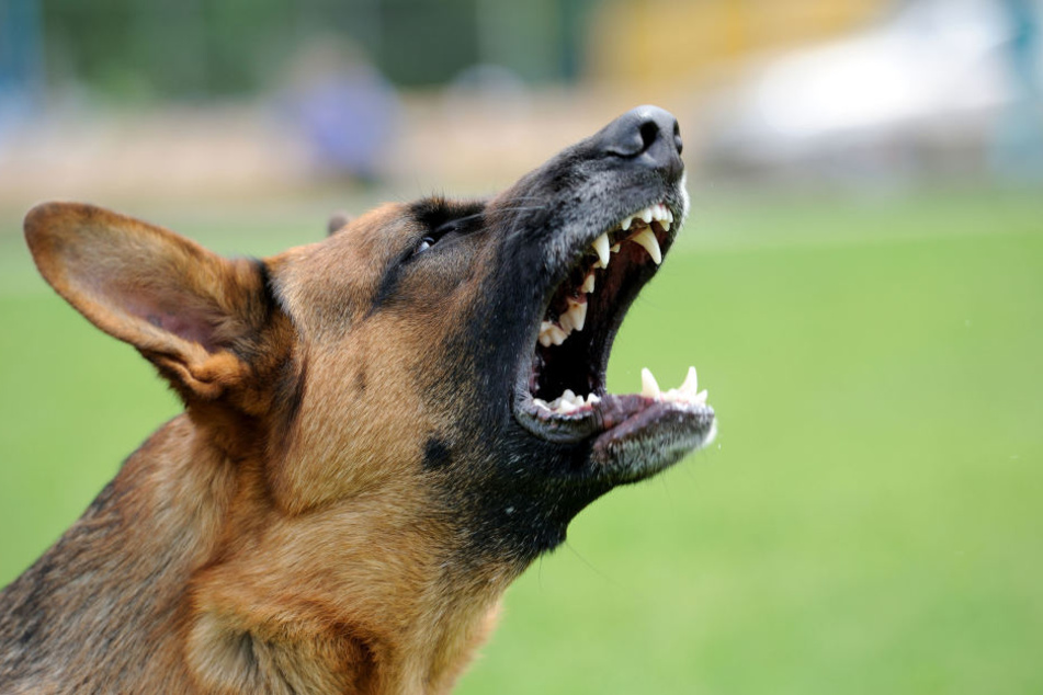 Unbekannte hatten einen Hund (Symbolbild) auf die junge Frau aus Äthiopien gehetzt.