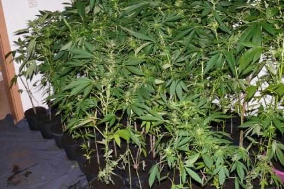 Dutzende Cannabispflanzen wurden in einem leerstehenden Haus in Blankenburg (Landkreis Harz) gefunden.