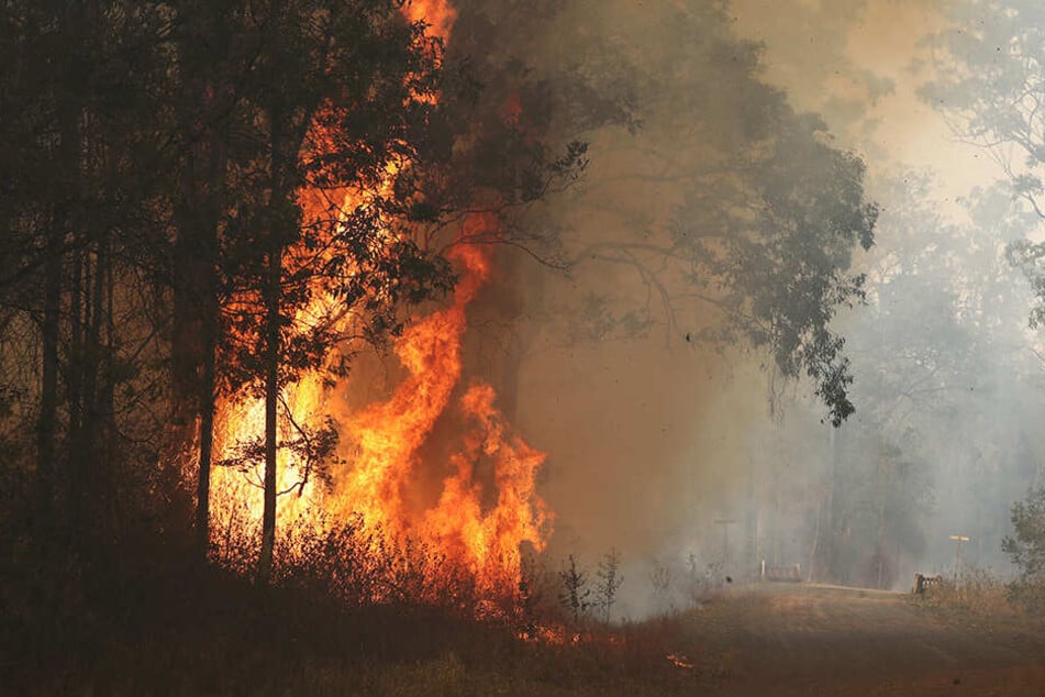 Hohe Flammen eines Buschfeuers lodern im nördlichen Bundesstaat New South Wales.