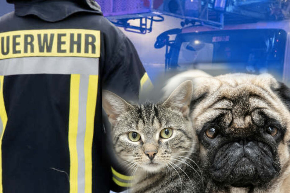 Die Tiere konnten aus der brennenden Wohnung befreit werden.
