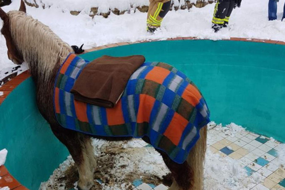 Das Pferd war durch die Abdeckung des Pools gebrochen.