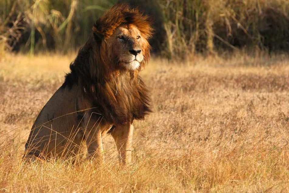 Auf einem privaten Reservat werden die Löwen in Gefangenschaft gehalten, damit Jäger sie erlegen können. (Symbolbild)