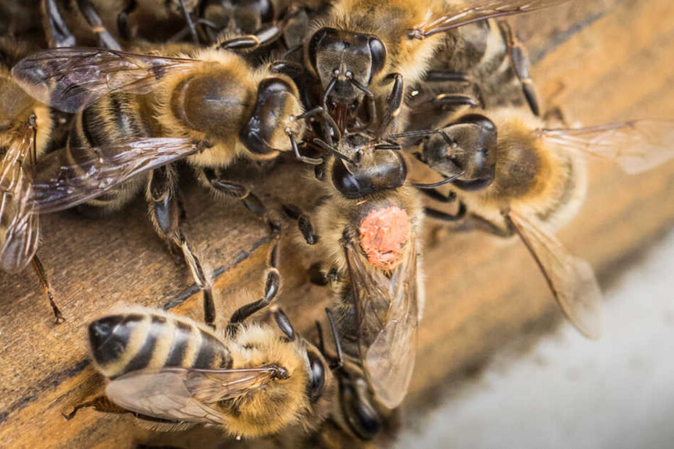 Die Bienen wurden vor dem "Rennen" mit einem Farbklacks markiert, damit man sie auseinander halten konnte.