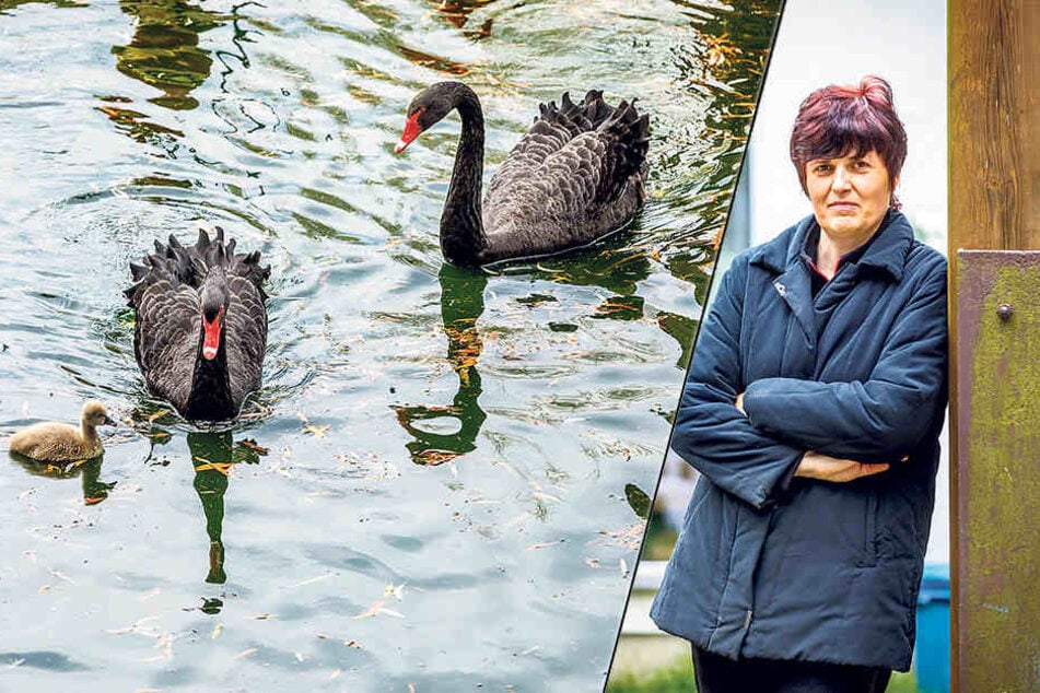 Bettina Lorch
(51) ist die
Chefin vom
Eiscafé Zwergenland
und
freut sich über
die niedlichen
Küken.