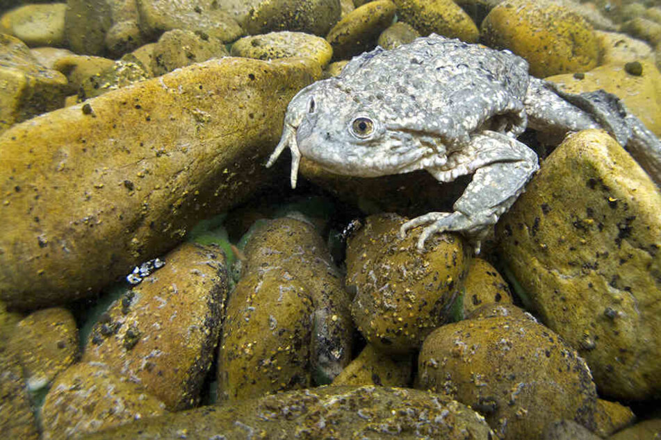 Über 10.000 tote "Giganten"-Frösche hat man in den letzten Tagen in Südamerika entdeckt. Forscher stehen vor einem Rätsel.