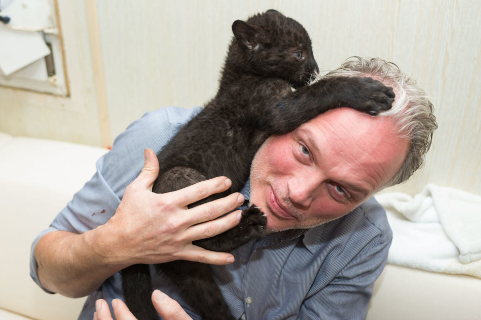 Schwarz wie ein Schornsteinfeger, hat der kleine Panther André Sarrasani (45) Glück gebracht.