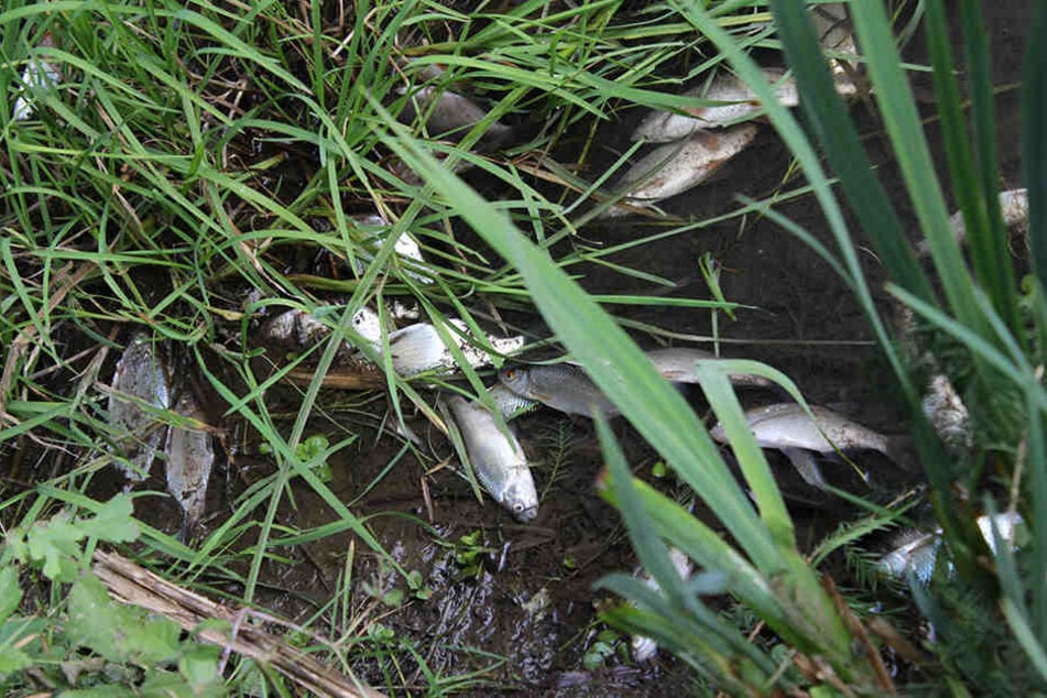Viele Fische trieben tot an das Ufer.