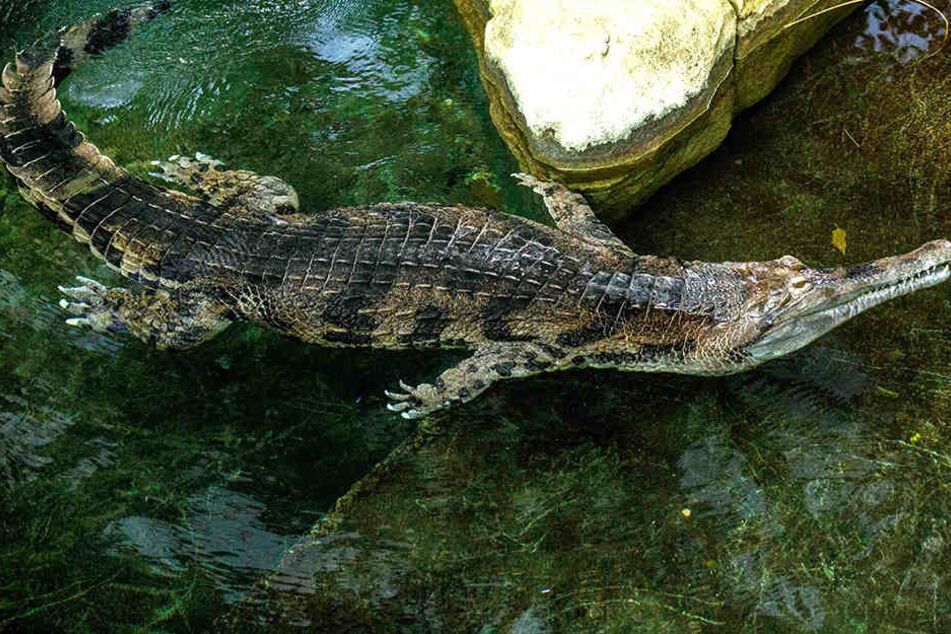 Krokodil de Gaulle hat sich mittlerweile blenden im Dresdner Too eingelebt, er nascht gern Täubchen und Fisch.