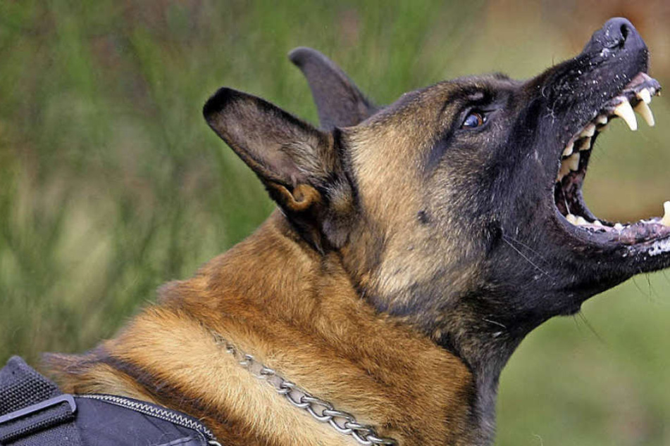 Fünf Schäferhunde attackierten bei Eilenburg eine Frau und deren Dogge. (Symbolbild)