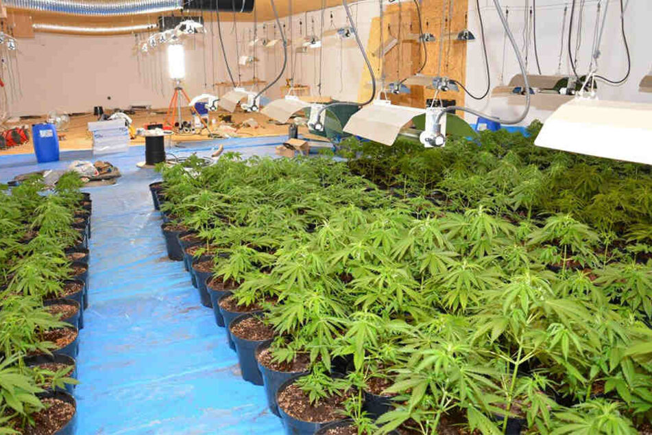 In der Indoor-Plantage wurden über 450 Cannabis-Pflanzen herangezüchtet.
