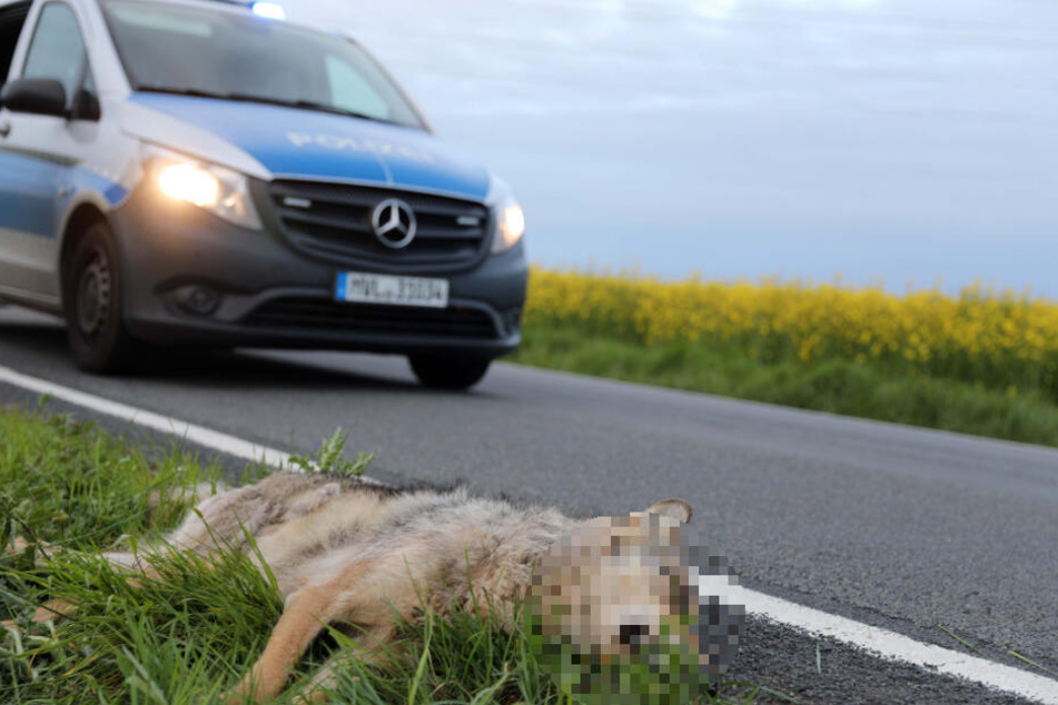 Das Jungtier wurde von einem Auto erfasst.
