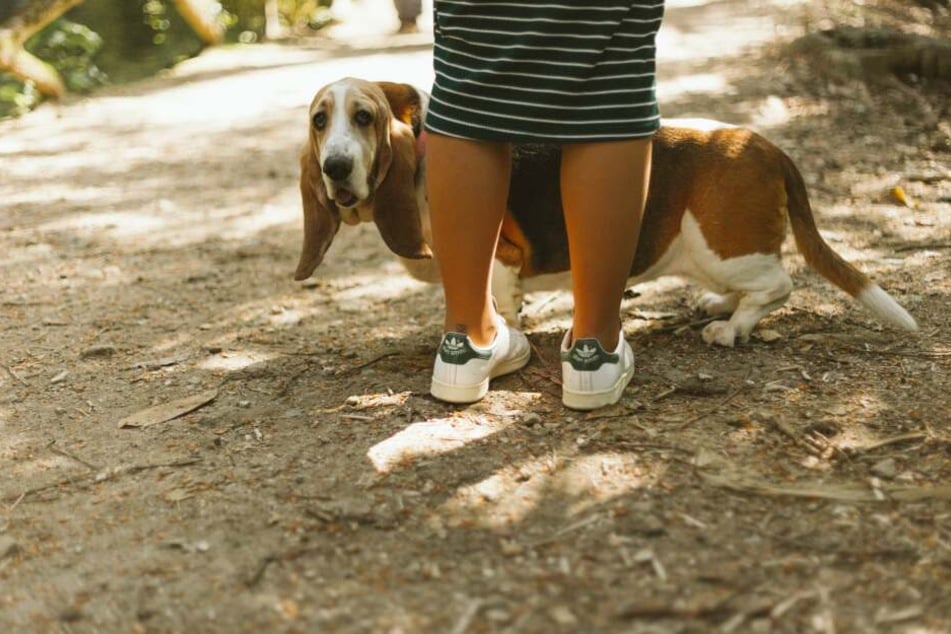 Hundehalter sollten vor ihrem Vierbeiner souverän und konsequent auftreten.