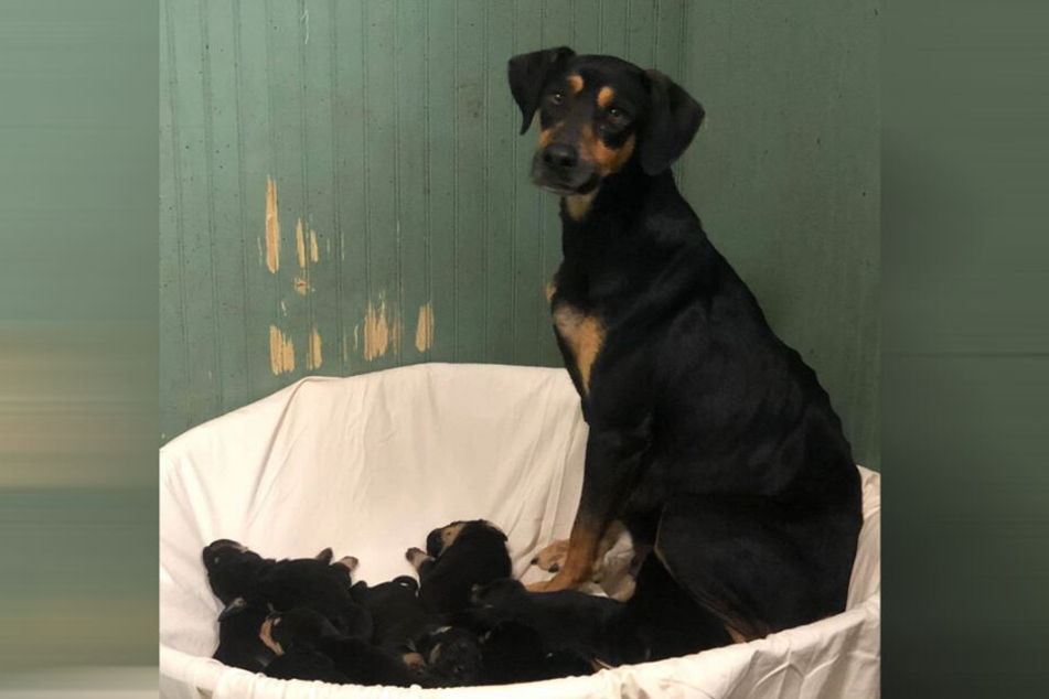 Hunde-Dame Clover tat alles, um ihre Welpen zu retten.