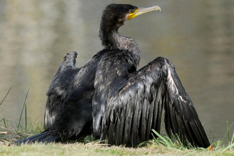Tierschützer wollen nicht, dass Kormorane abgeschossen werden.