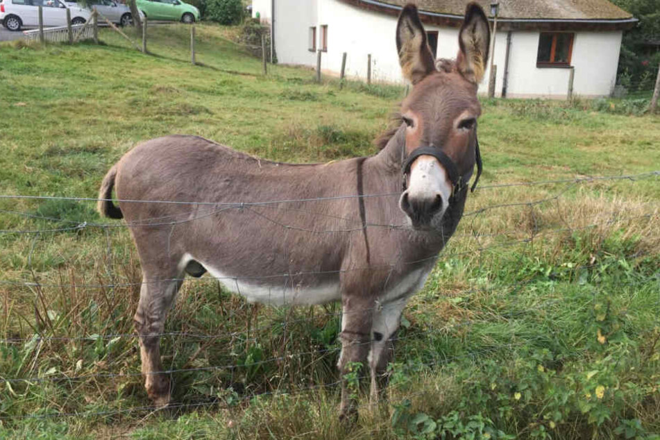 Der Esel "Vitus", der den Sportwagen für einen Leckerbissen hielt, steht in Schlitz auf einer Weide.