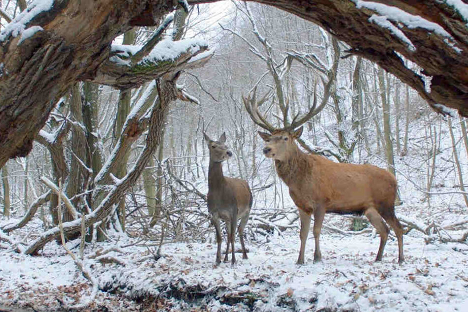 Diese Filmszene trügt! Der Berlinale-Gewinner ist blutig, sehr blutig.