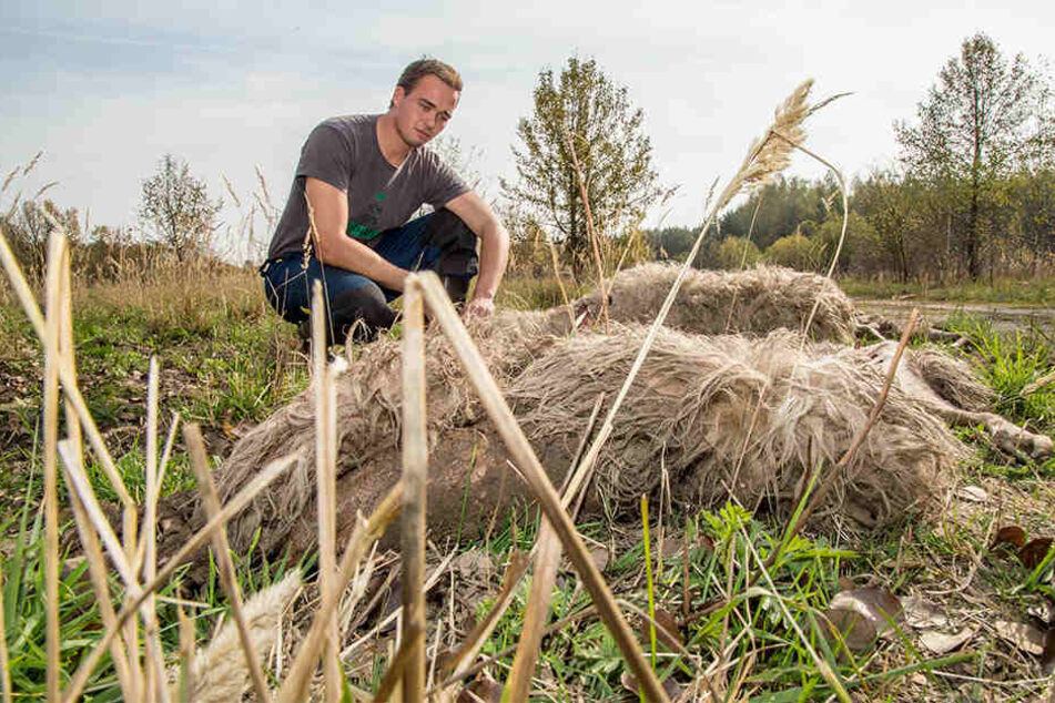 Eine Szene aus dem Biosphärenreservat Oberlausitz im Oktober: Schäfer Felix Wagner begutachtet einen Wolfsriss.