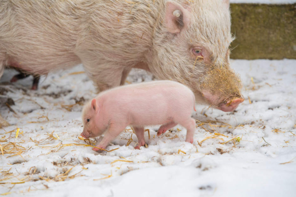 Das Minischweinchen geht im Schnee auf Erkundungstour.
