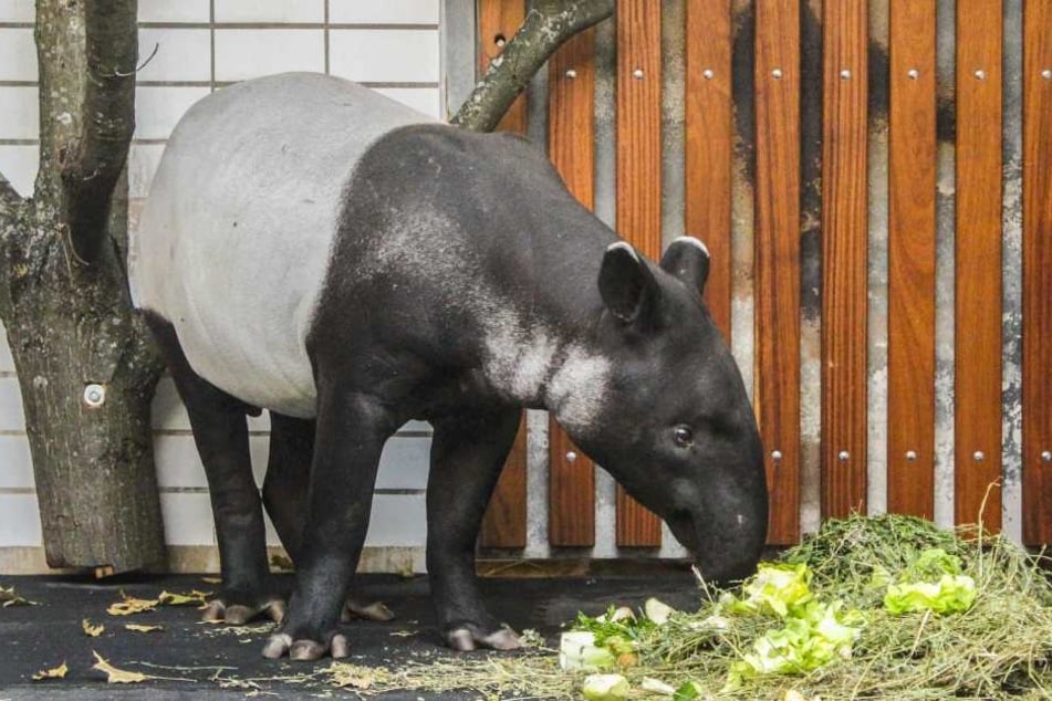 Schabrackentapir Ketiga bekommt ab jetzt Gesellschaft von Penang aus dem Tiergarten Rotterdam.