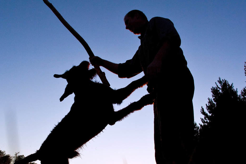 Ein Anwohner hatte wegen eines bellenden Hundes die Polizei gerufen. Nebenbei erzählte er noch, dass der Hundehalter Autos in der Straße beschädigte. (Symbolbild)