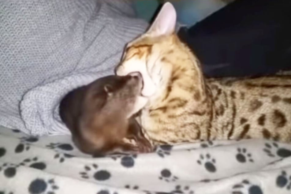 Aber Pip und Sam können auch anders!