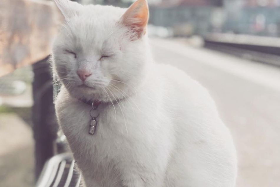 Auch auf Instagram ist "Sindbad" vertreten.