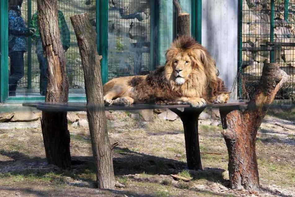 Statt auf dem kühlen Boden residierte "König" Malik lieber auf dem extra errichteten "Thron".