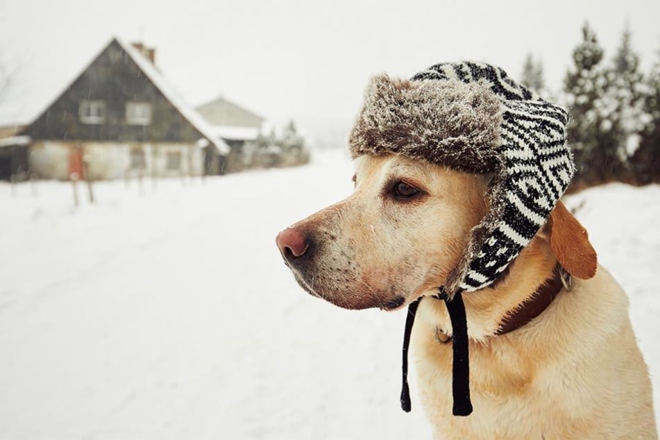 Cooler Hund mit typgerechter Mütze.