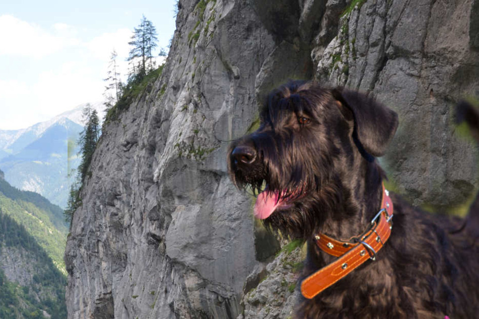 Der Riesenschnauzer führte die Retter genau zu der Stelle, an der sich sein Herrchen in Not befand.