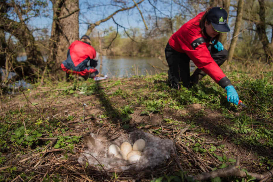 Besonders im Rhein-Main-Gebiet kommt es immer wieder zu Konflikten zwischen Mensch und Wildgänsen (Symbolfoto).