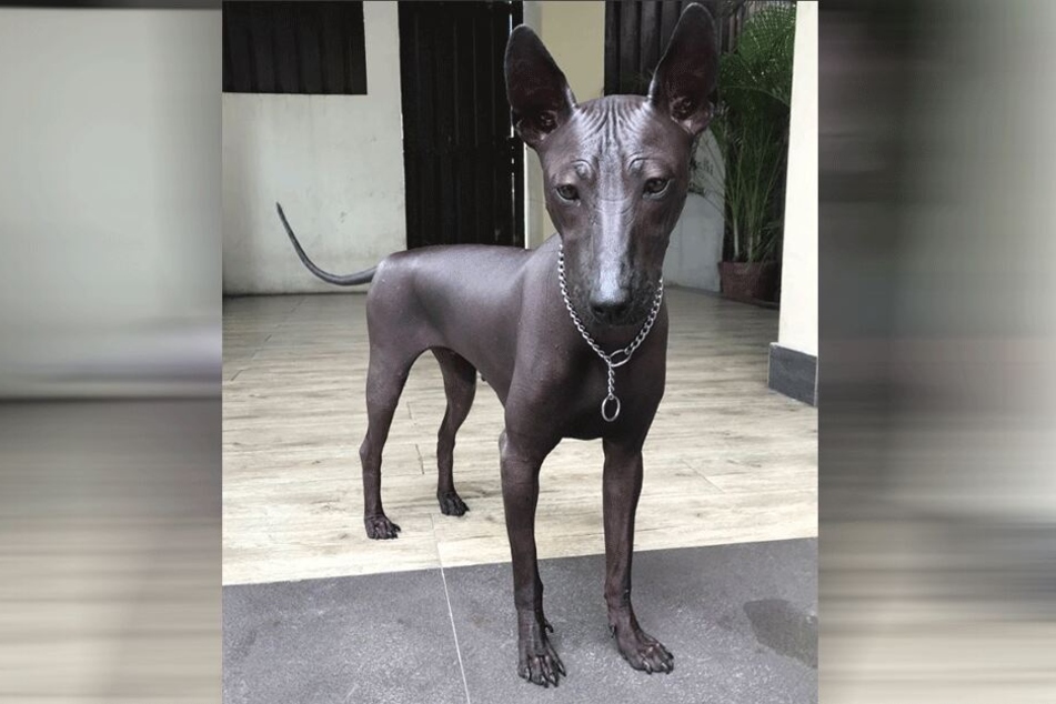 Echter Hund oder nicht? Das ist hier die Frage...