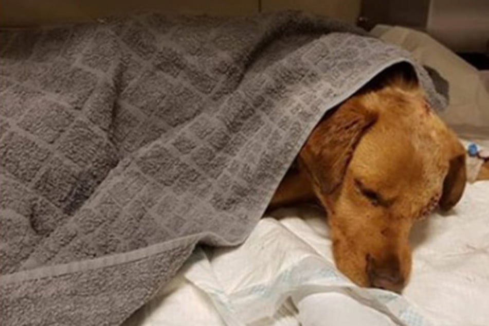 Der kleine "Oli" hat schwer verletzt überlebt.