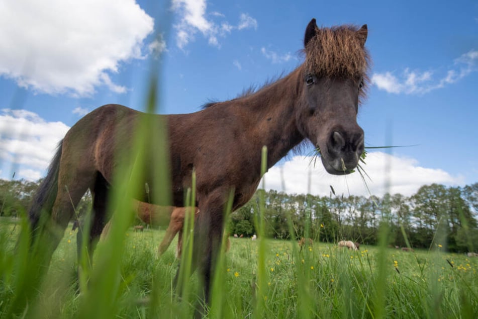 Ein Pferd steht auf einer Weide. (Symbolbild)