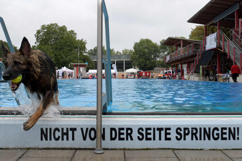 Der Schäferhund Ghanima verlässt das Becken mit seinem Ball.