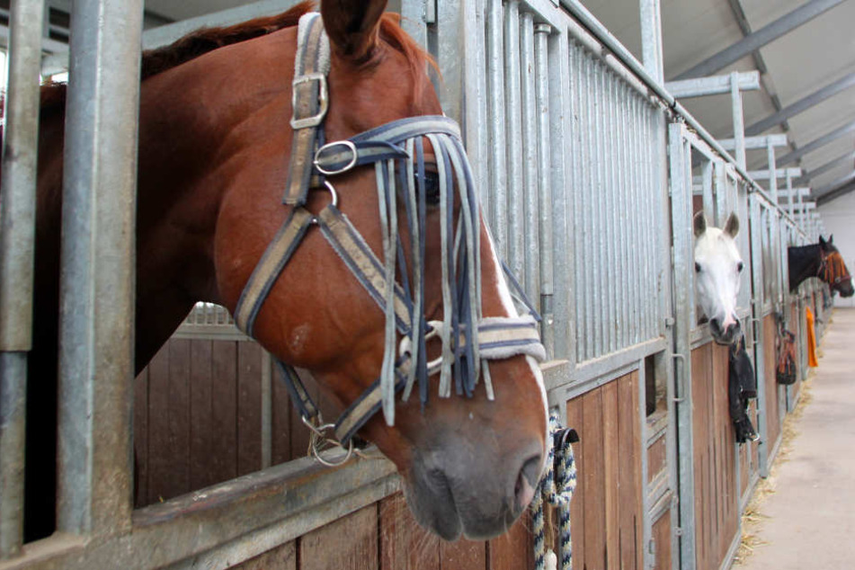 Zum Ergebnis der amtlichen Kontrolle durchs Veterinäramt konnte die Polizei keine Angaben machen. (Symbolbild)