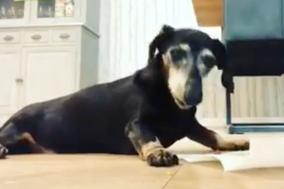 Dackel Tyler ist schon 16 Jahre alt.