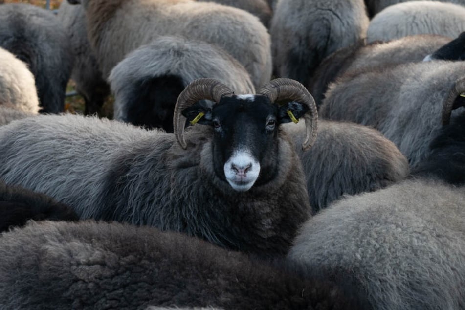 Ein schwarzes Schaf blickt beim Grasen aus seiner Heidschnucken-Herde auf.