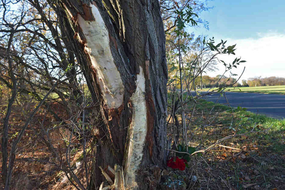 An diesen Baum krachte das Auto, in dem der Beifahrer (†28) noch an der Unfallstelle verstarb.