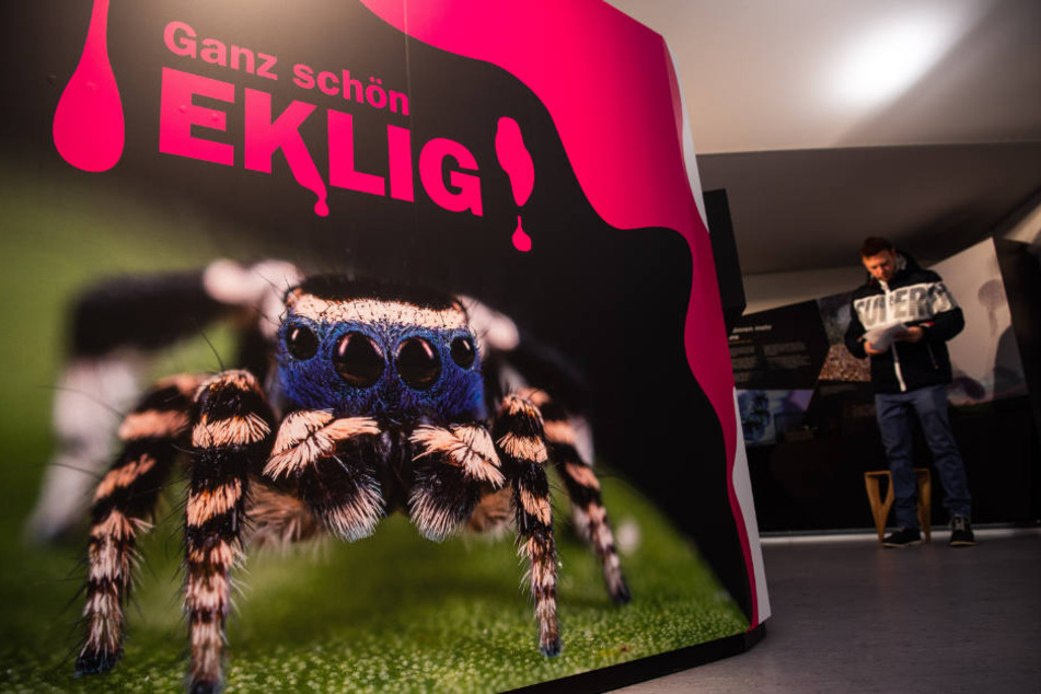 Im Nürnberger Tiergarten findet die Ausstellung "Ganz schön eklig" statt.