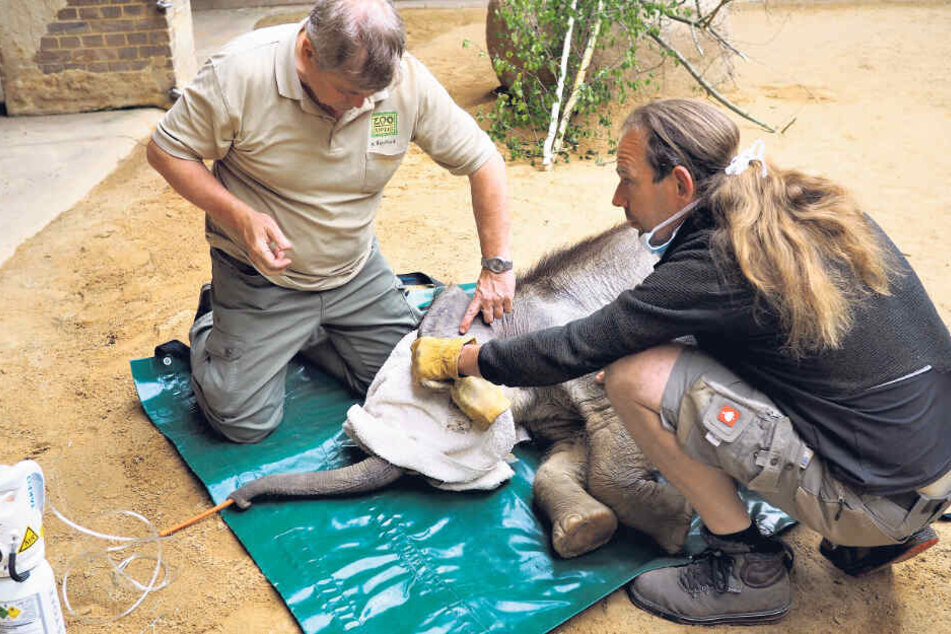 Nach der Nabelbruch-Operation bereiten Zootierarzt Dr. Andreas Bernhard (l.) und Bereichsleiter Thomas Günther das Aufwachen vor.