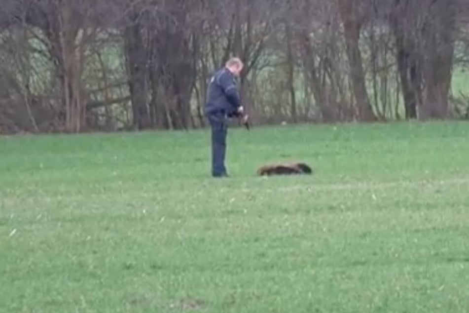 Die Polizei sah sich am Samstag gezwungen, die Tiere zu töten.