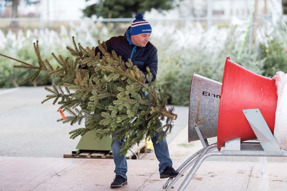 So werden Weihnachtsbäume wohnzimmerfertig verpackt.