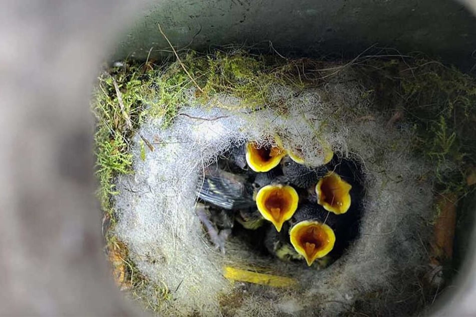 In dem Aschenbecher hatten sich die Vögel zum Nisten "eingemietet".
