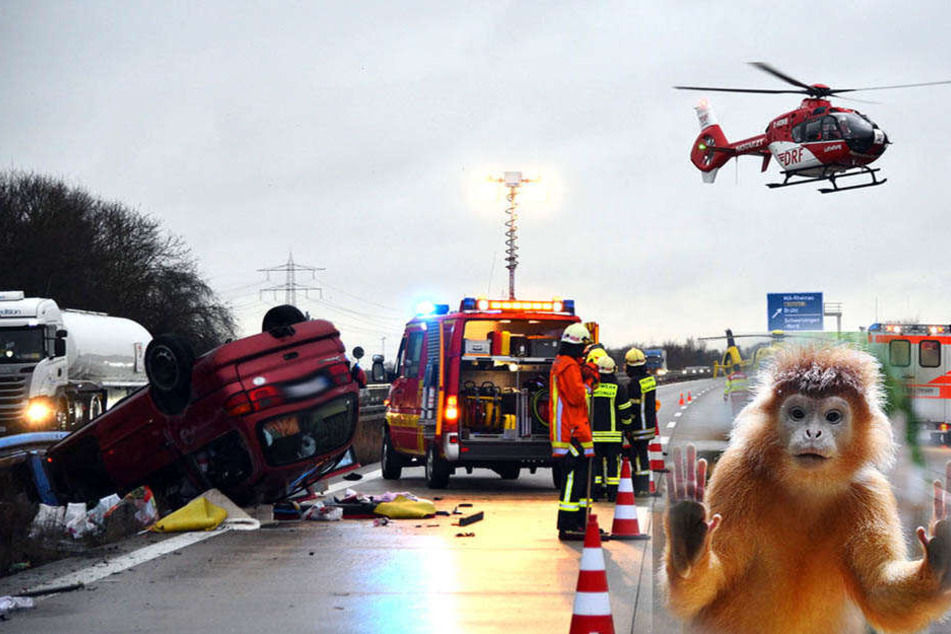 Der kleine Affe befand sich in einer Tasche als es zum Unfall kam.