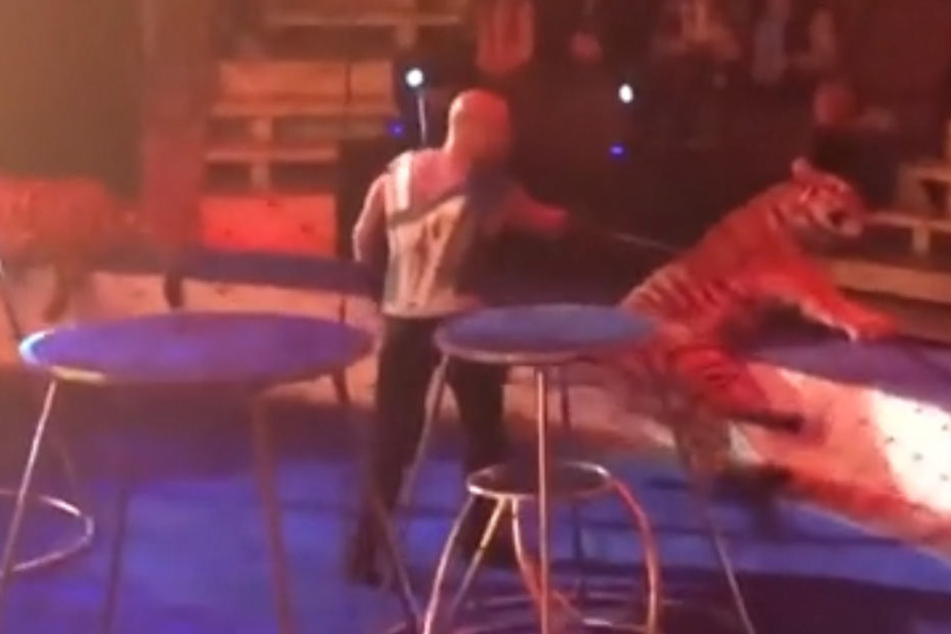 Obwohl der Tiger völlig verkrampft am Rand der Manege liegt, schlägt der Dompteur ihn immer wieder mit dem spitzen Stab.