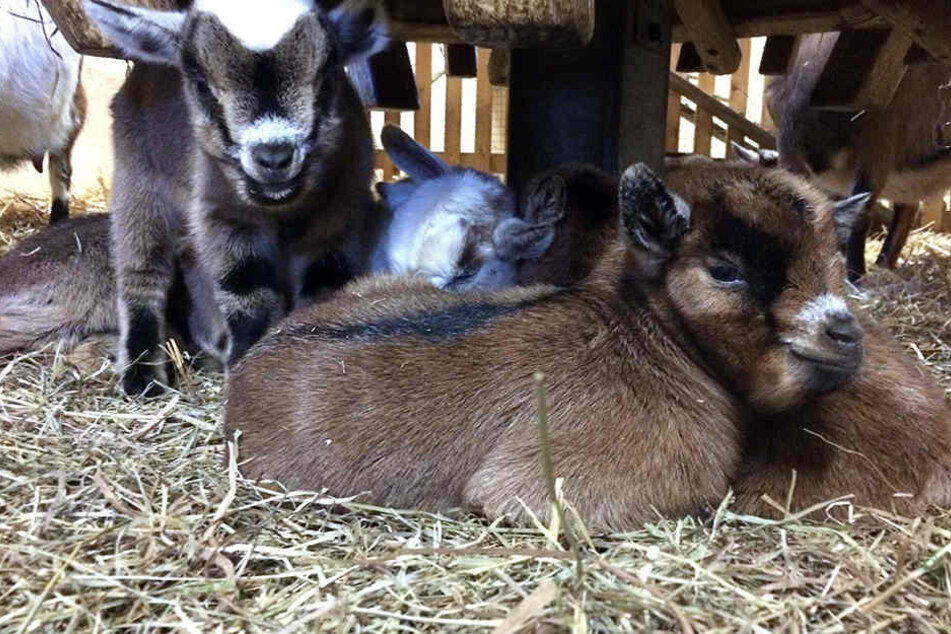 Der Chemnitzer Tierpark kann sich derzeit über elf Zwergziegen-Babies freuen.