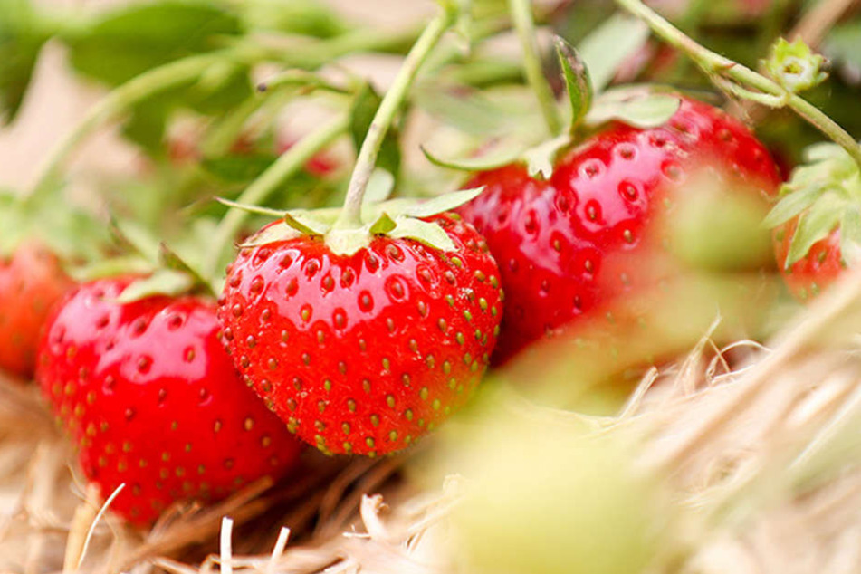 Die Bauern erwarten für dieses Jahre eine gute Erdbeerernte. Es sei bislang schön warm, das tue dem Obst gut, so ein Sprecher vom Landesverband Sächsisches Obst.