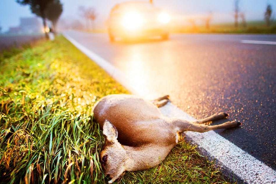 Nicht nur große Tiere wie Rehe und Rotwild sind von Wildunfällen betroffen, auch Kleintiere wie Hasen und Füchse werden Opfer von Kollisionen mit Autos.