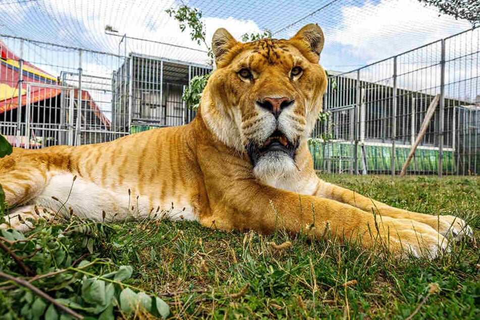 Der Liger macht seinem Namen alle Ehre: Die Mischung aus Löwe und Tiger liegt gelassen in seinem Außen-Gehege.